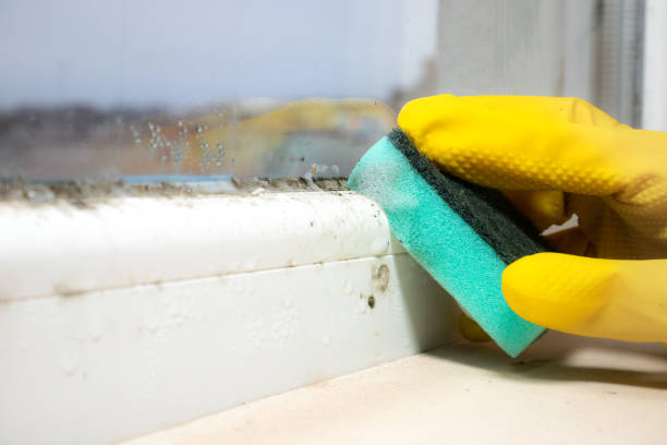 Why You Should Choose Our Mold Remediation Services in Carroll Valley, PA